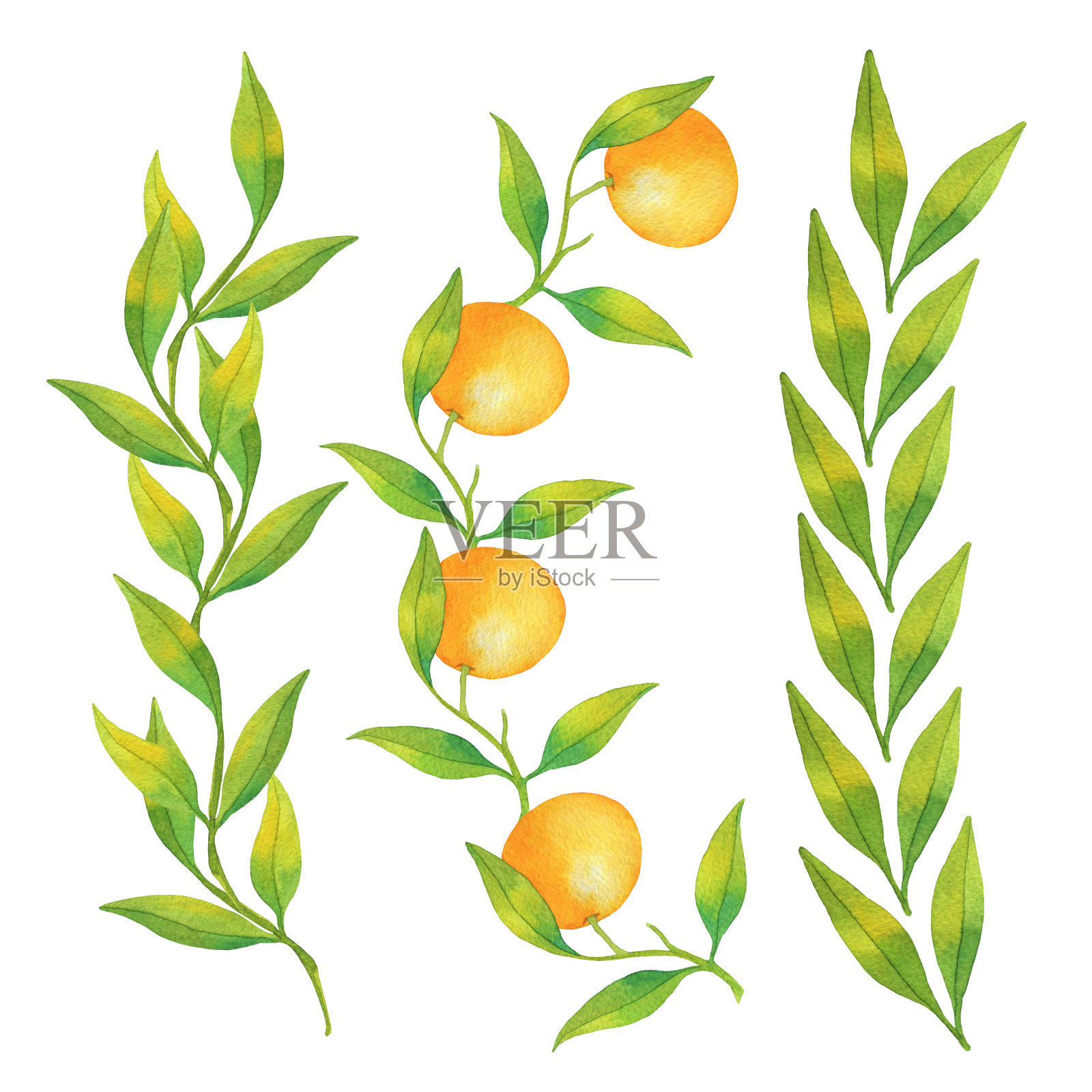 水彩边框元素制作的手绘橘子和绿叶插画图片素材
