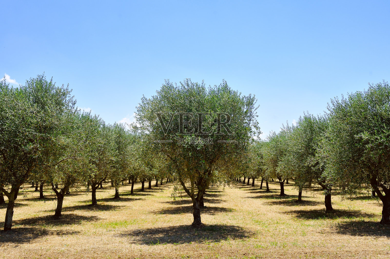 橄榄树，意大利托斯卡纳，欧洲照片摄影图片