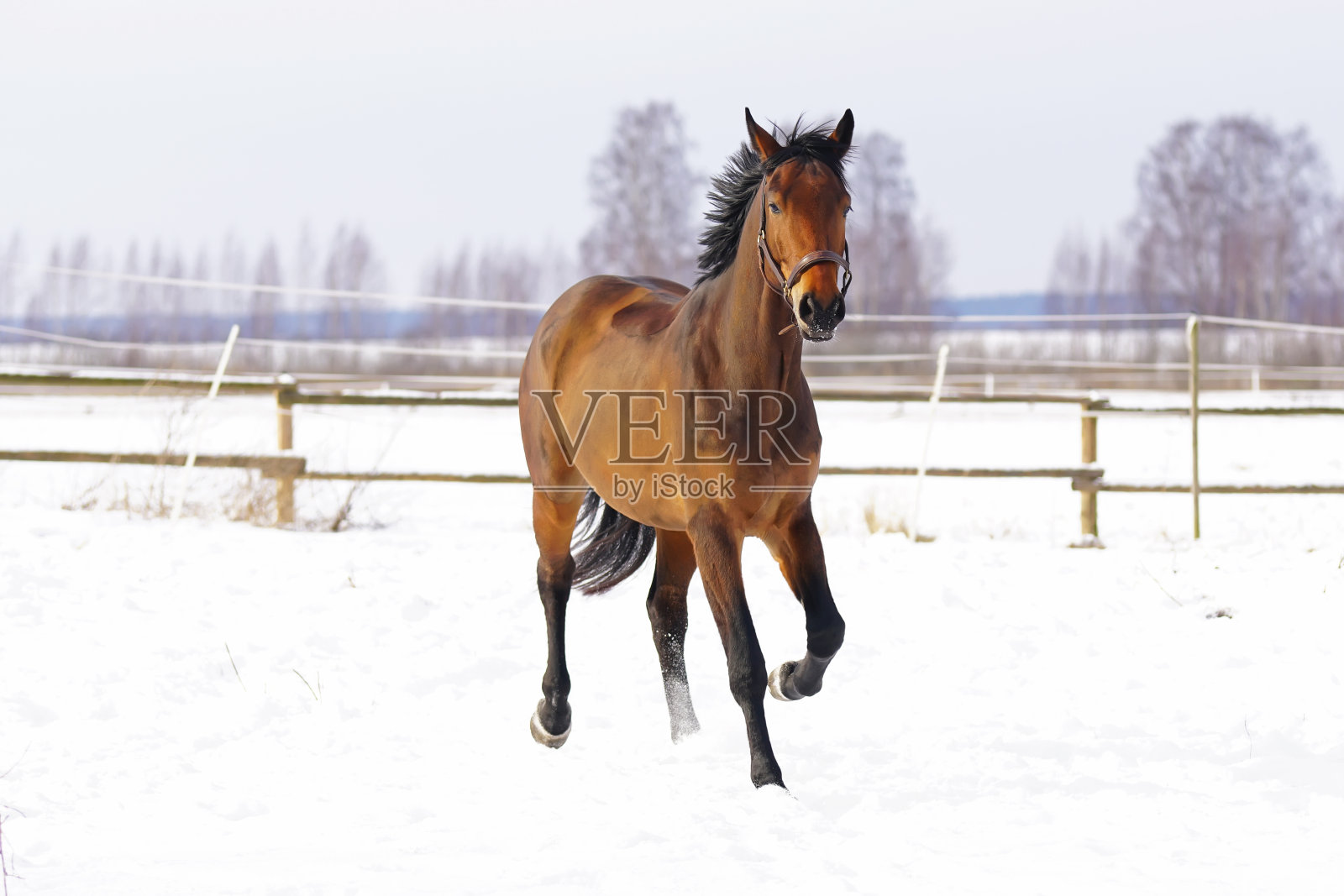 冬天，一匹棕色的马穿着剪短的外套在雪地上奔跑照片摄影图片