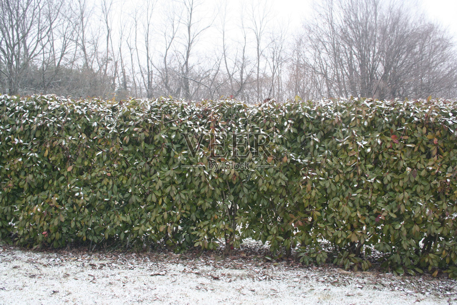 红叶石楠被雪覆盖照片摄影图片