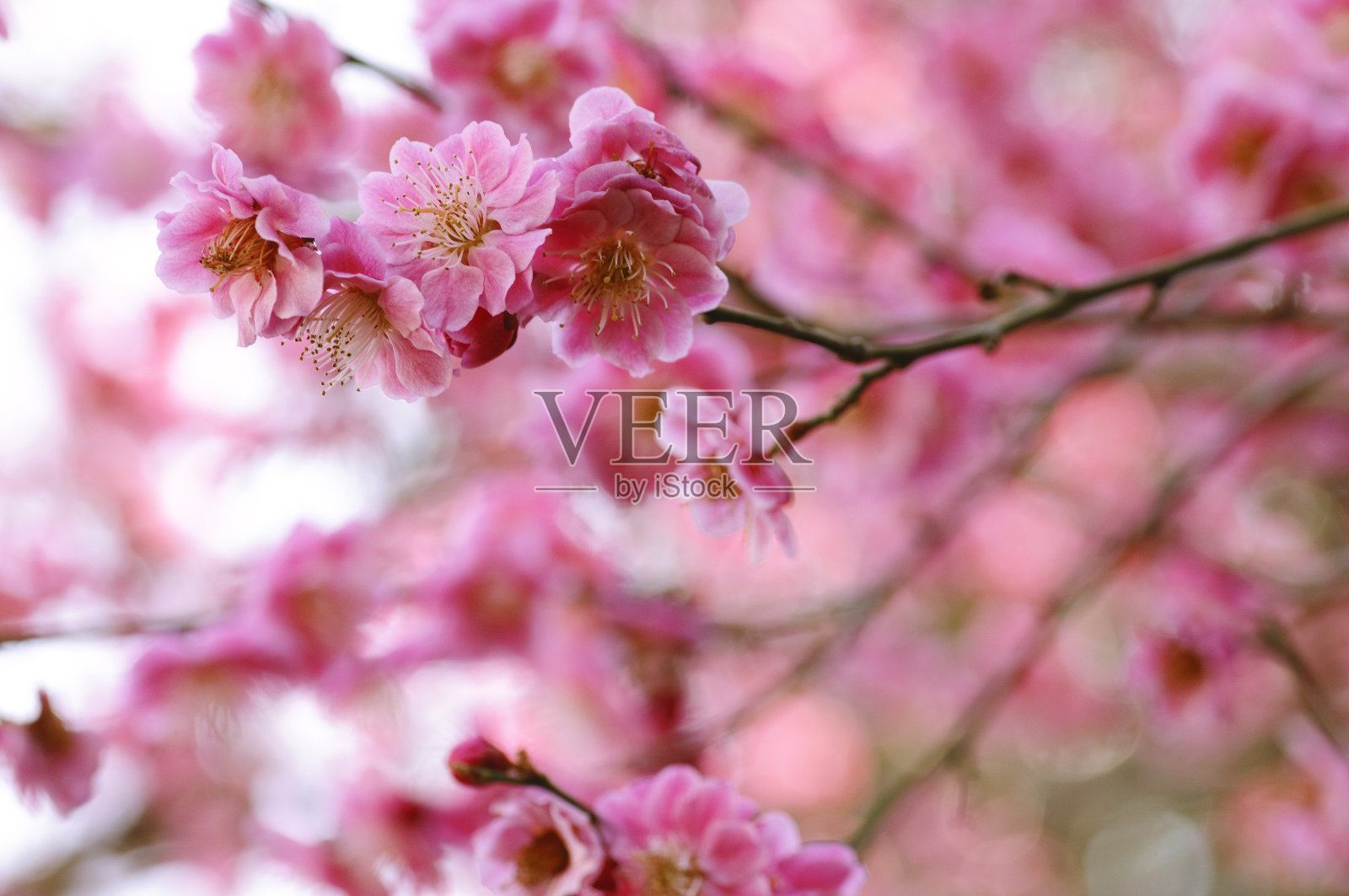 盛开的梅花树照片摄影图片