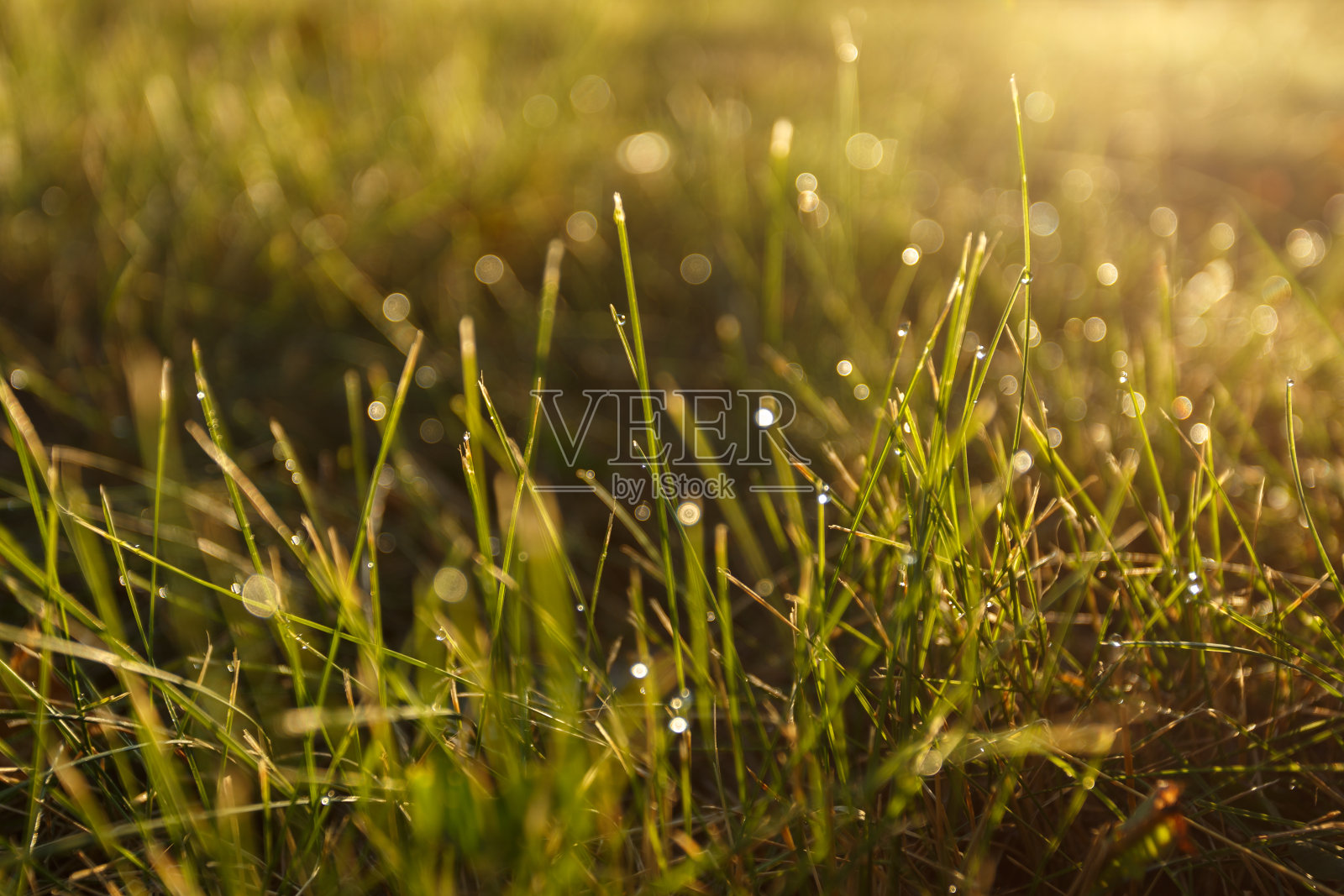 水滴在绿色的草地上照片摄影图片