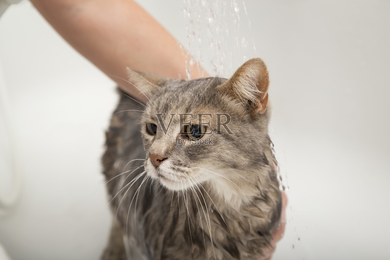 洗澡的猫照片摄影图片