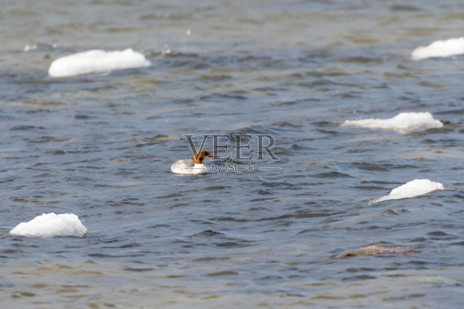 冷水中的雌秋海鱼照片摄影图片