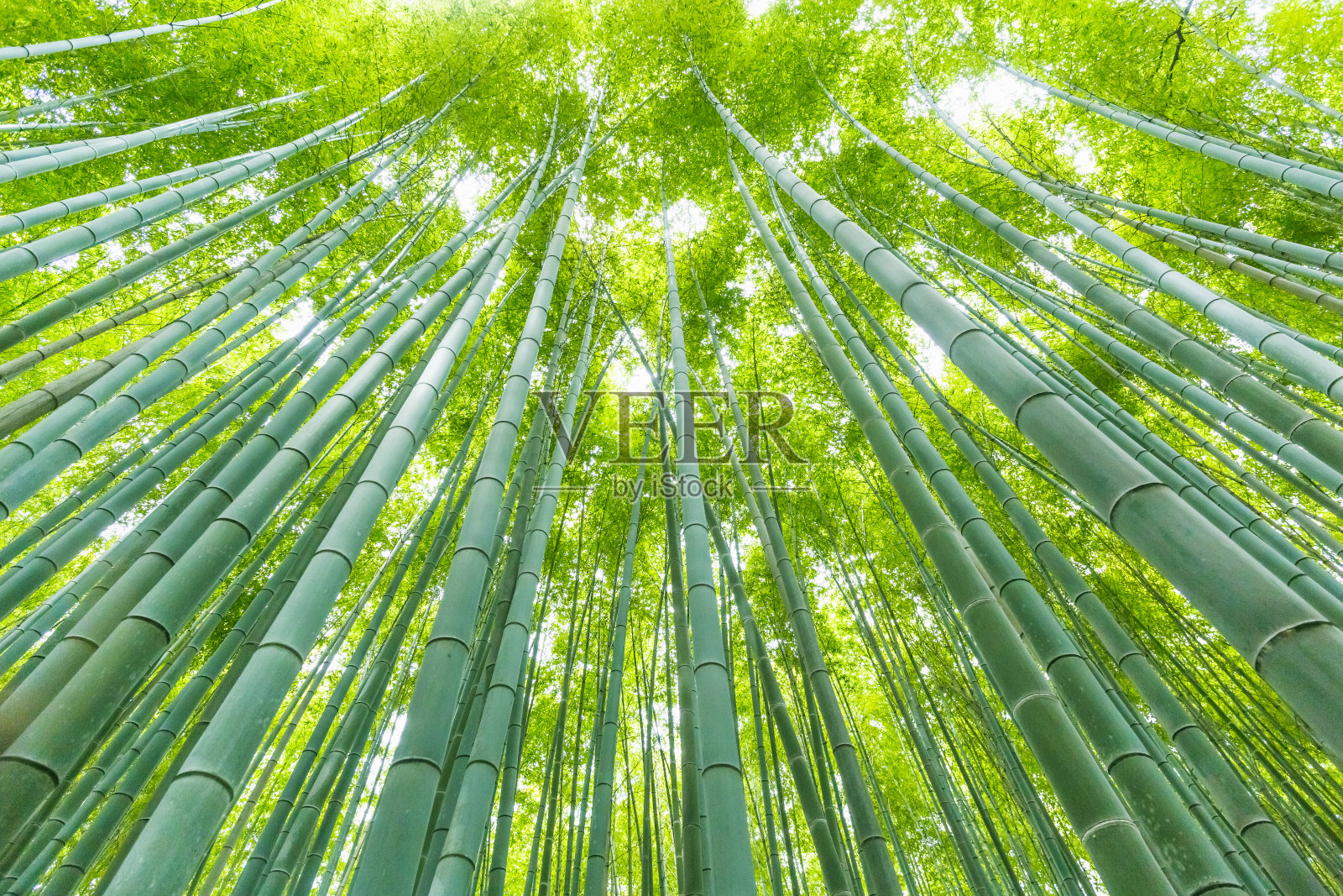 京都的日本竹林照片摄影图片