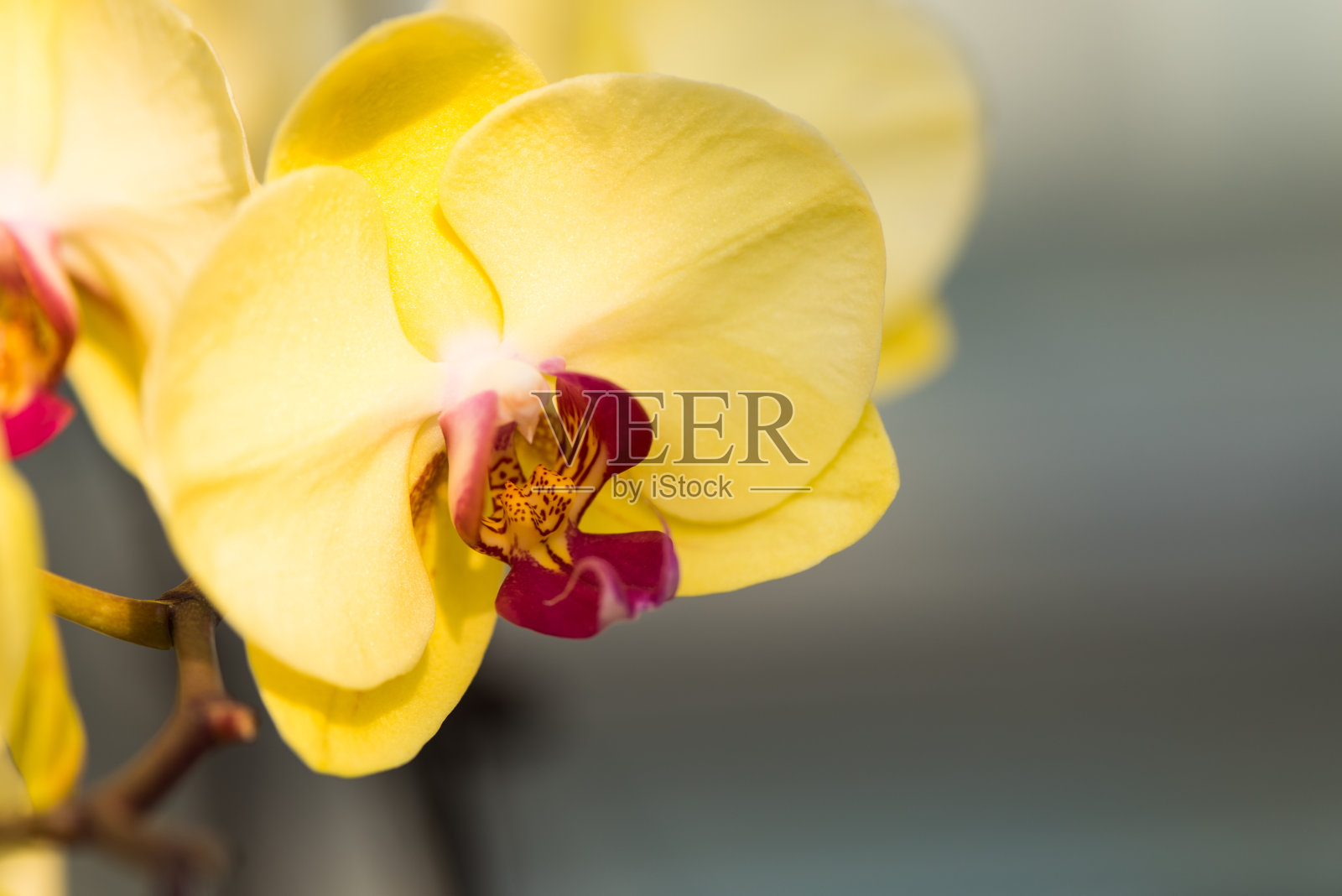 黄色的蝴蝶兰。照片摄影图片