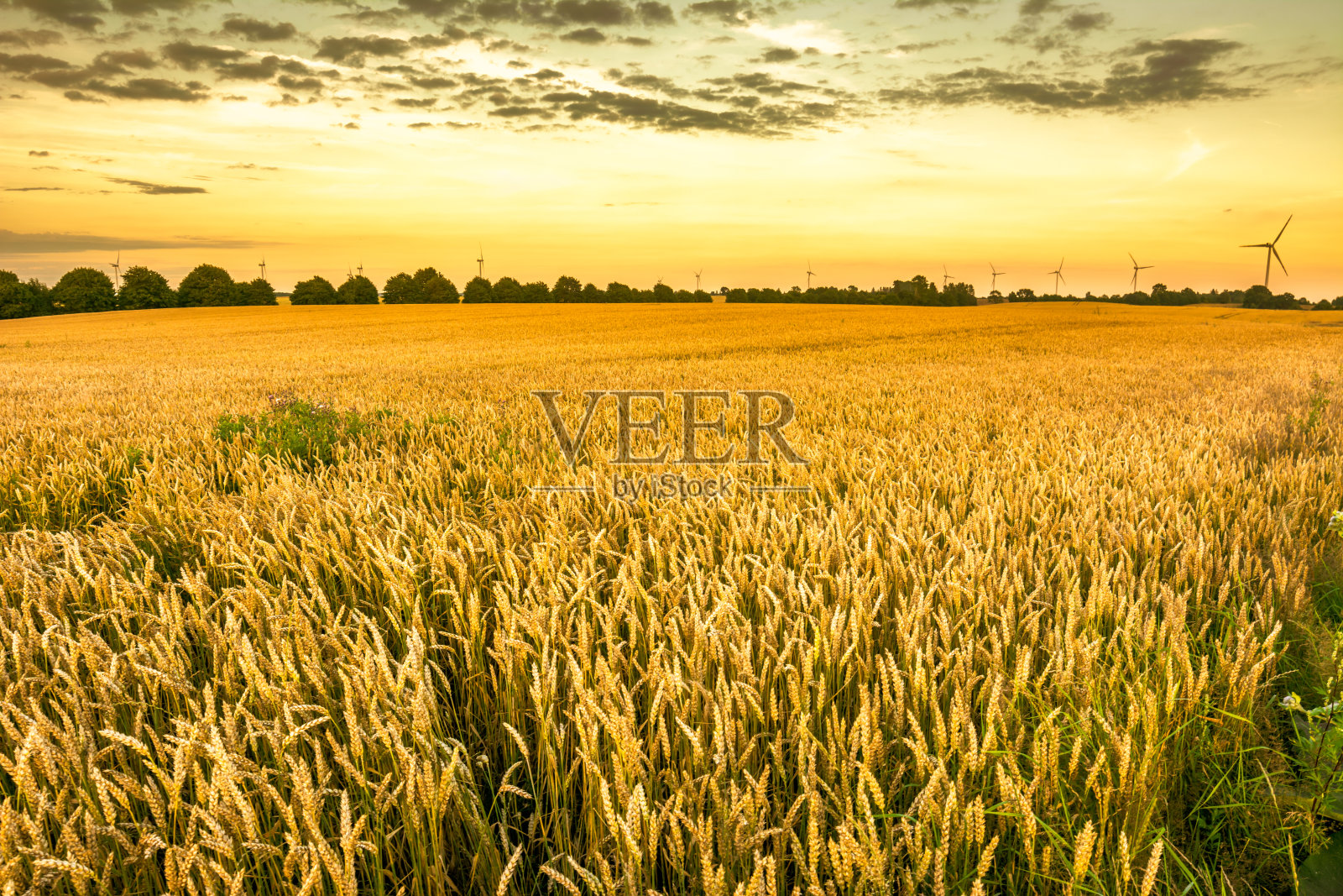 金灿灿的麦田和晚霞苍穹，丰收季节的农家粮食作物景观，一览无余照片摄影图片