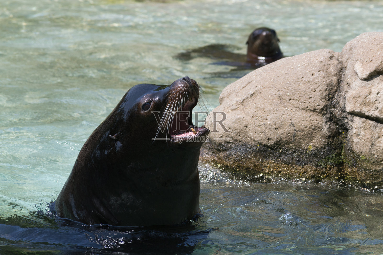 加利福尼亚海狮雄性在游泳时吠叫照片摄影图片