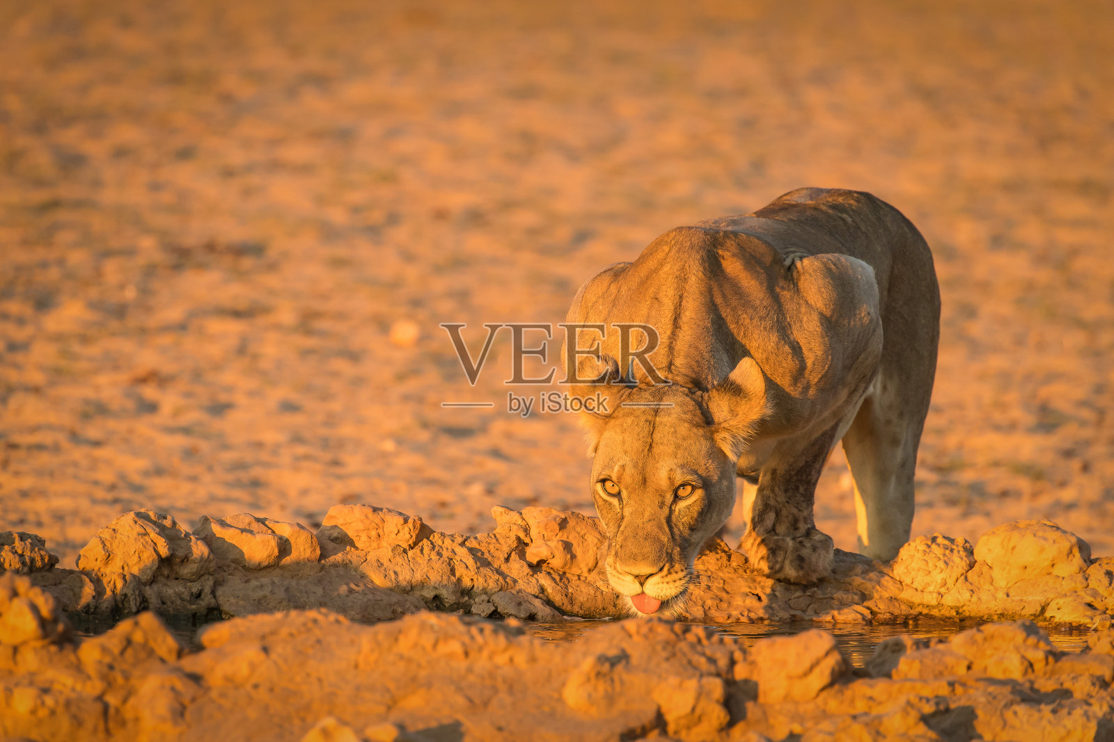 狮子在非洲夕阳下饮酒照片摄影图片