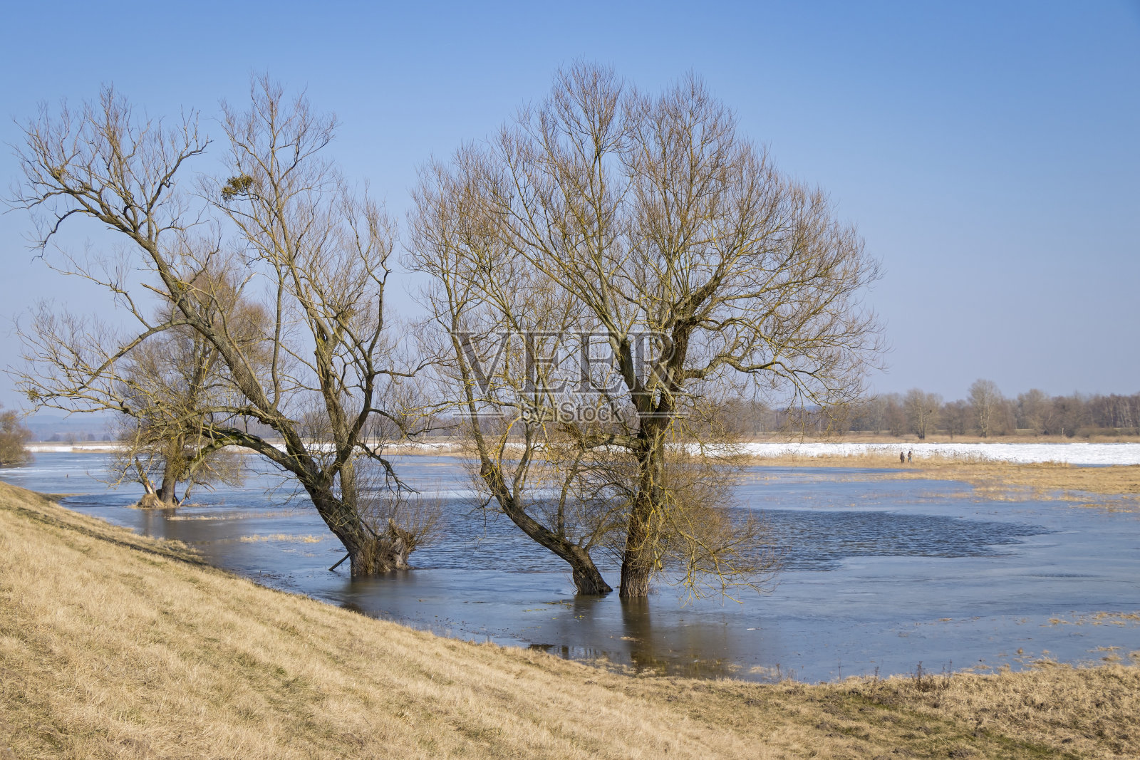 冬天在奥得河在二月。奥得河是波兰和德国的边界河。这片土地位于德国东部的勃兰登堡照片摄影图片