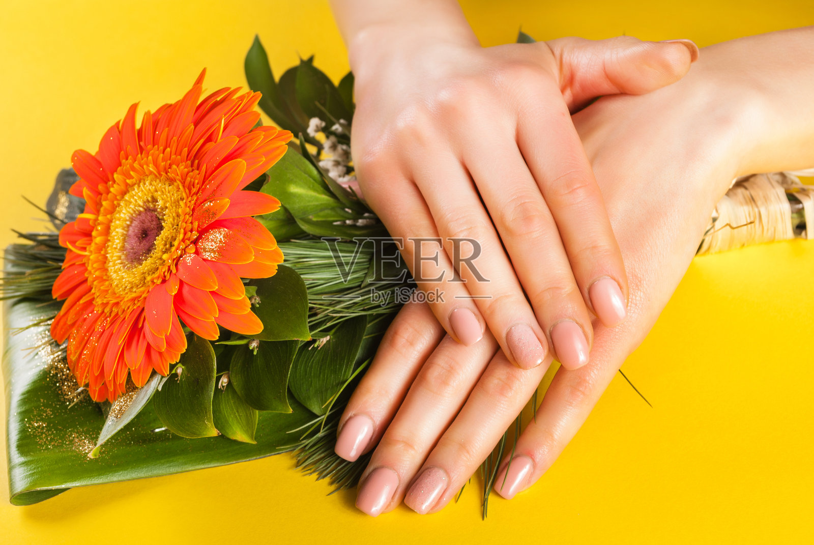 女人的手与自然的米色指甲颜色非洲菊花照片摄影图片