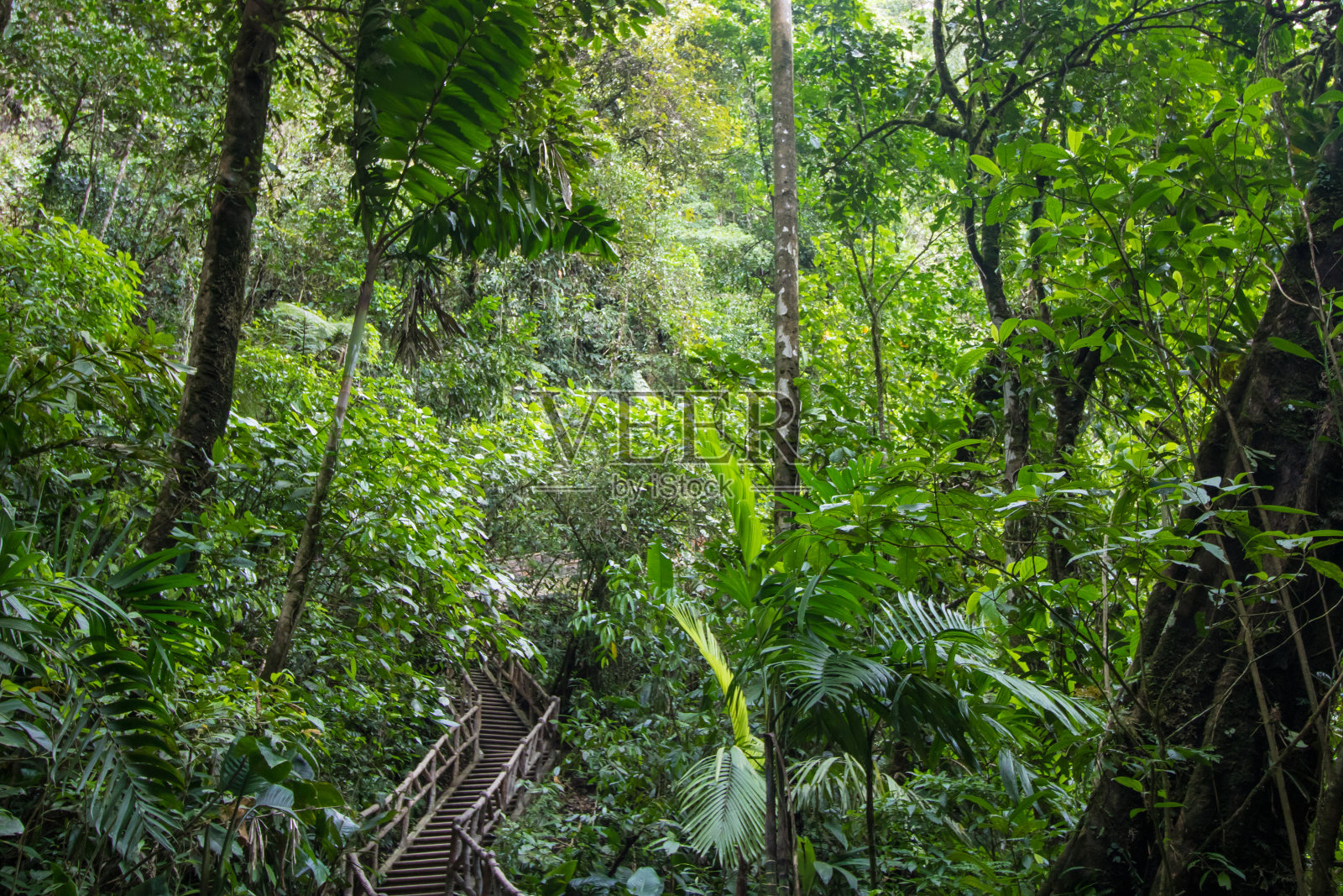 热带雨林中的木楼梯照片摄影图片