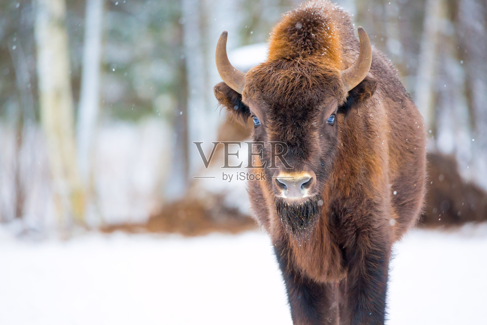 大棕色野牛的肖像附近的冬季森林与雪。一群欧洲野牛。自然栖息地照片摄影图片