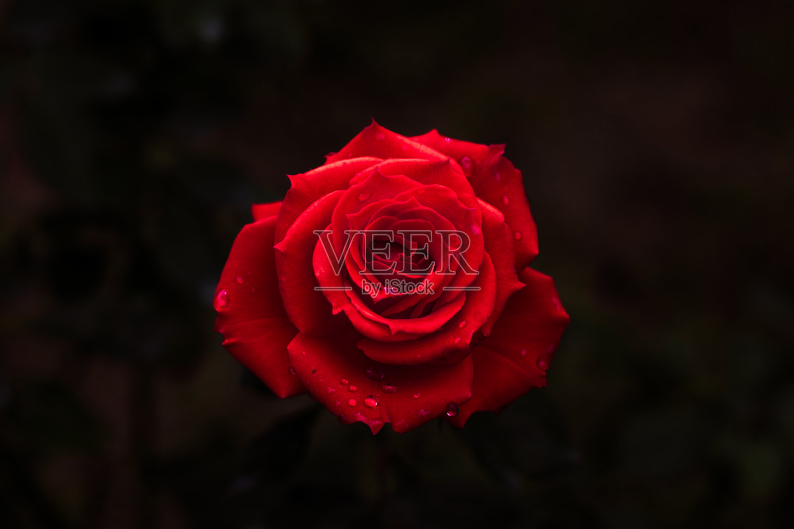 深红色玫瑰配黑色背景照片摄影图片