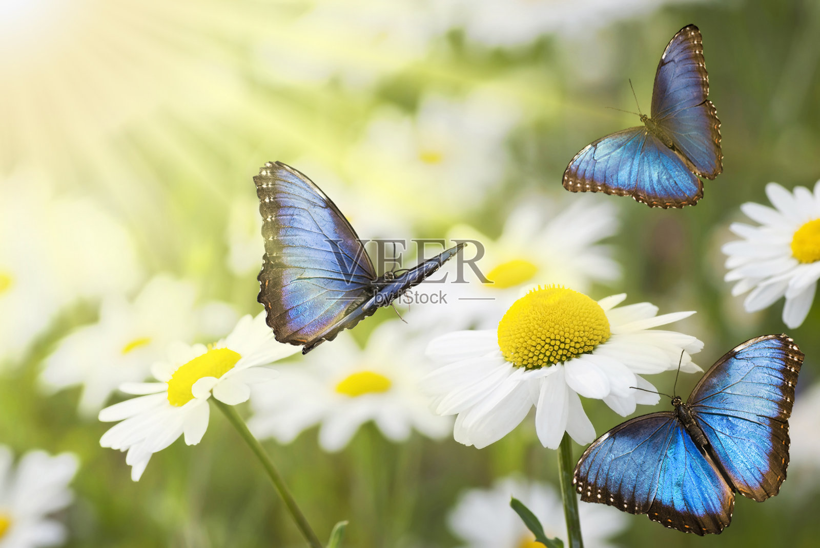 阳光明媚的草地上有蓝色的蝴蝶照片摄影图片