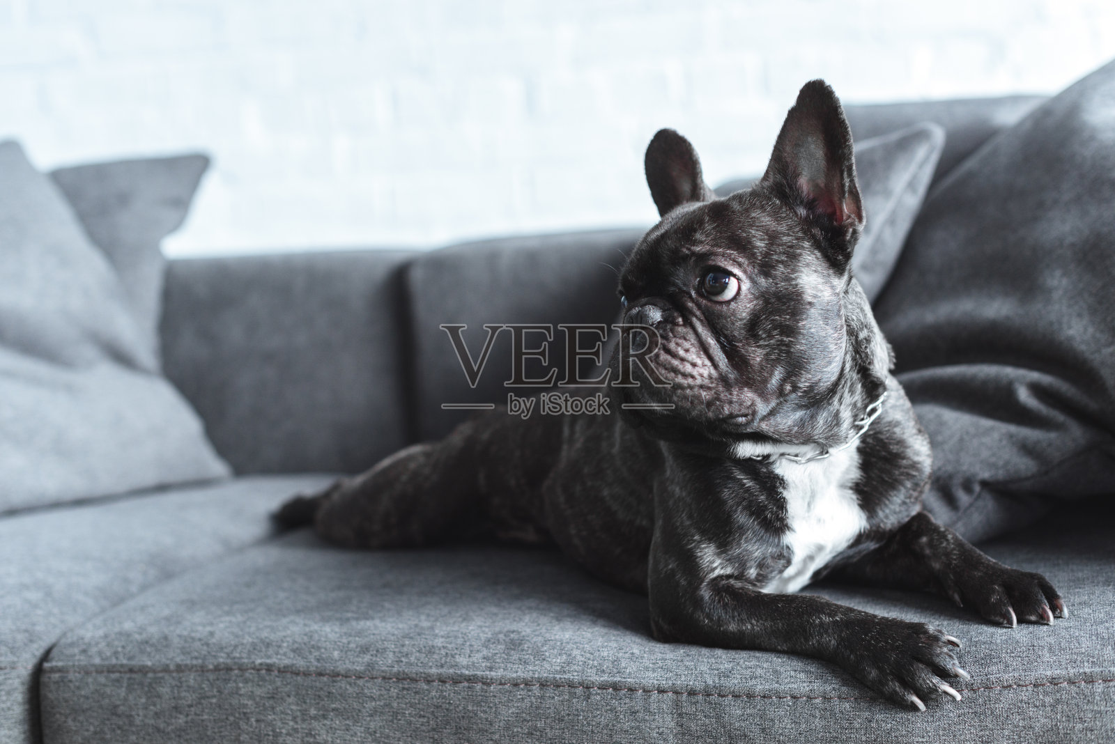 有趣的法国狗躺在灰色的沙发上照片摄影图片