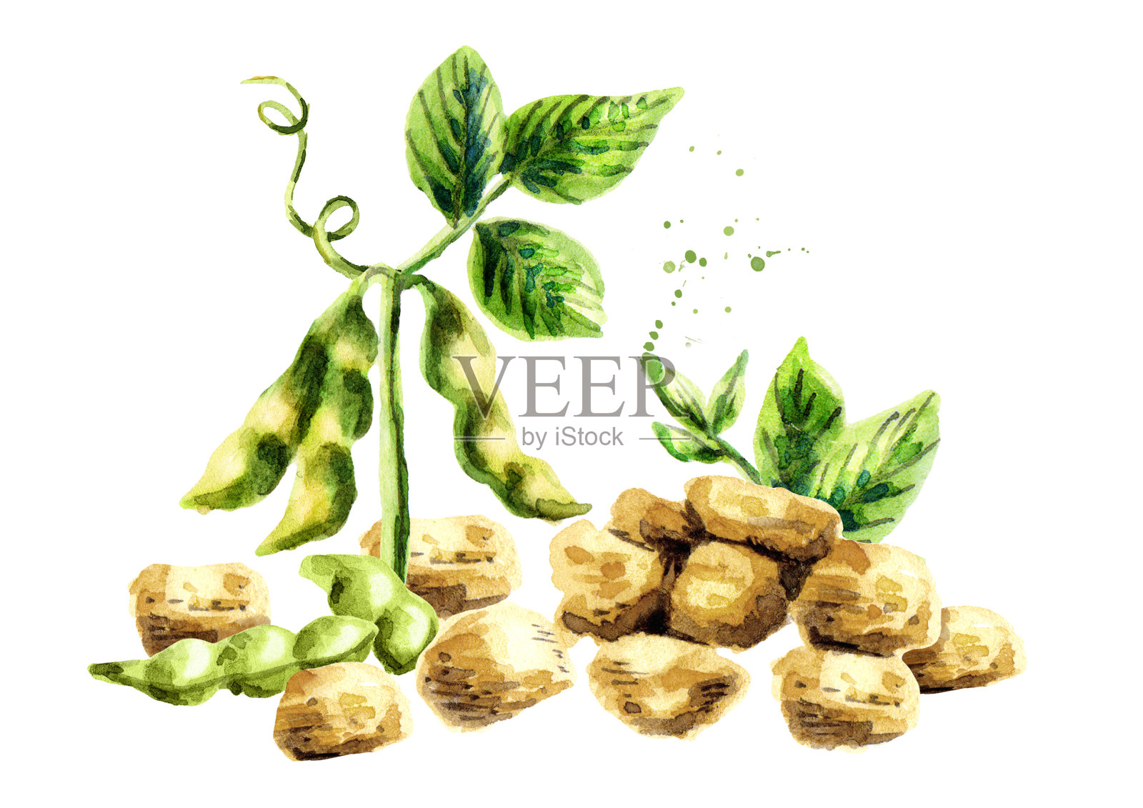 豆制品，植物和豆类。水彩手绘插图。插画图片素材