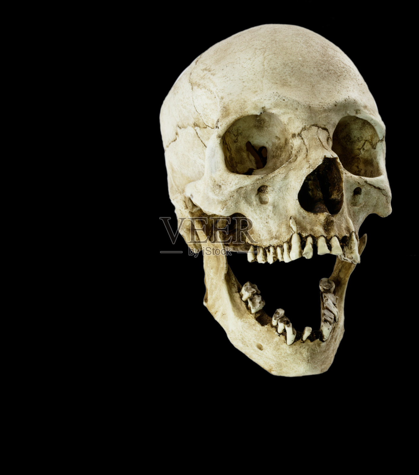 玻璃纤维人类头骨，嘴巴张开呈45度角照片摄影图片