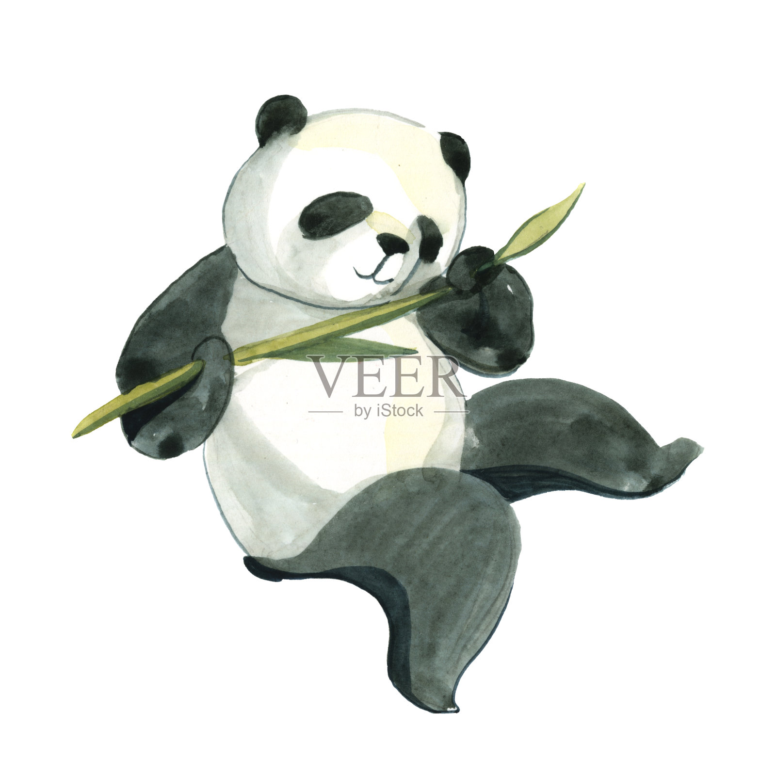 水彩插图孤立的白色背景。黑白熊猫正握着竹枝插画图片素材