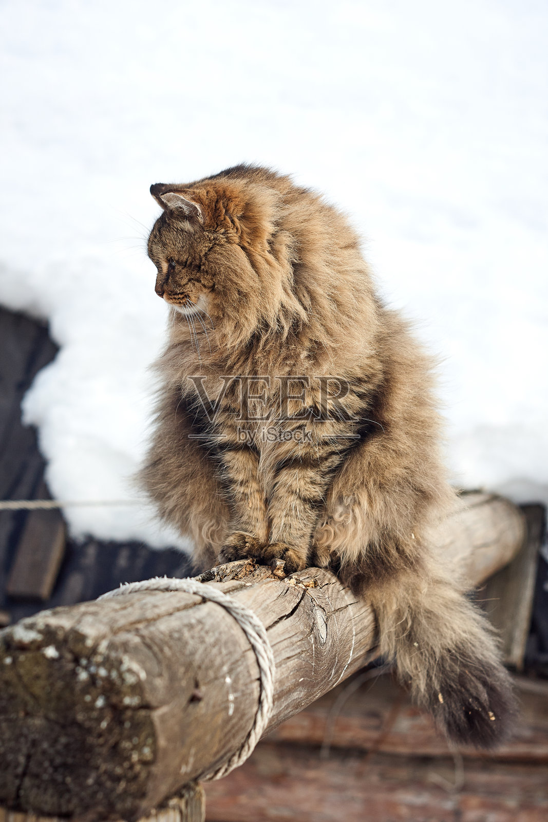 垂直空气老原木西伯利亚猫的侧面特写照片摄影图片