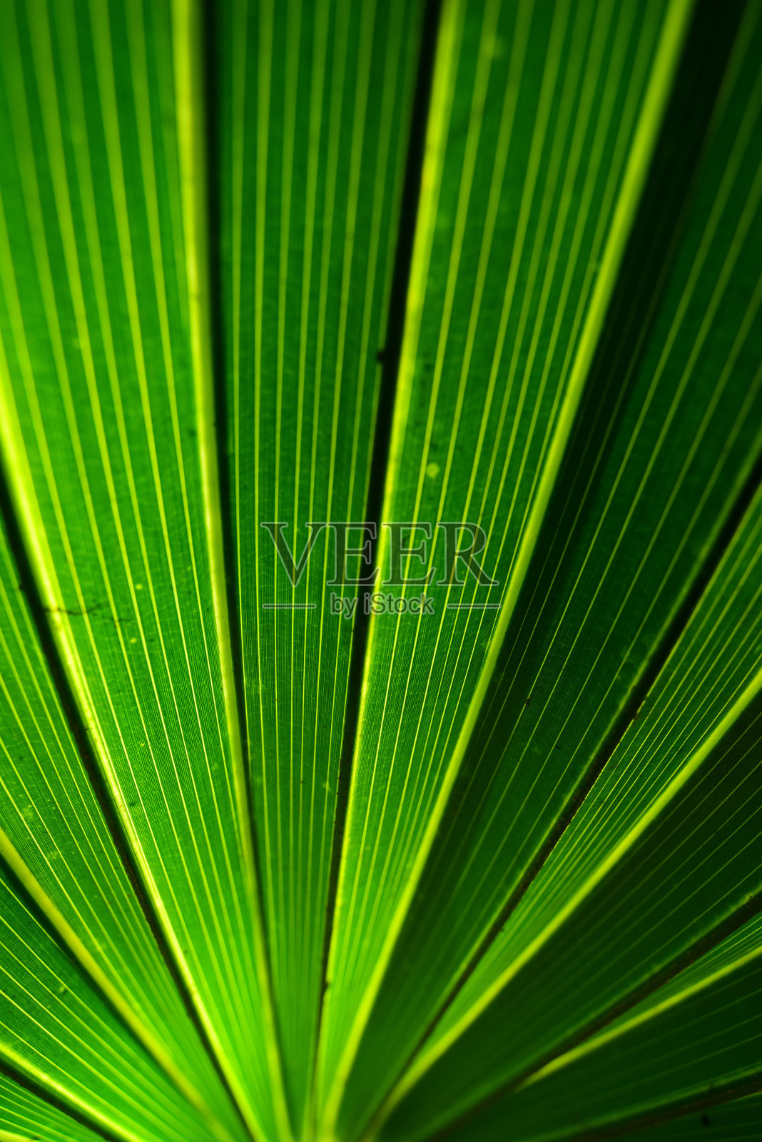 棕榈叶的广角宏片，叶片向底部会聚照片摄影图片