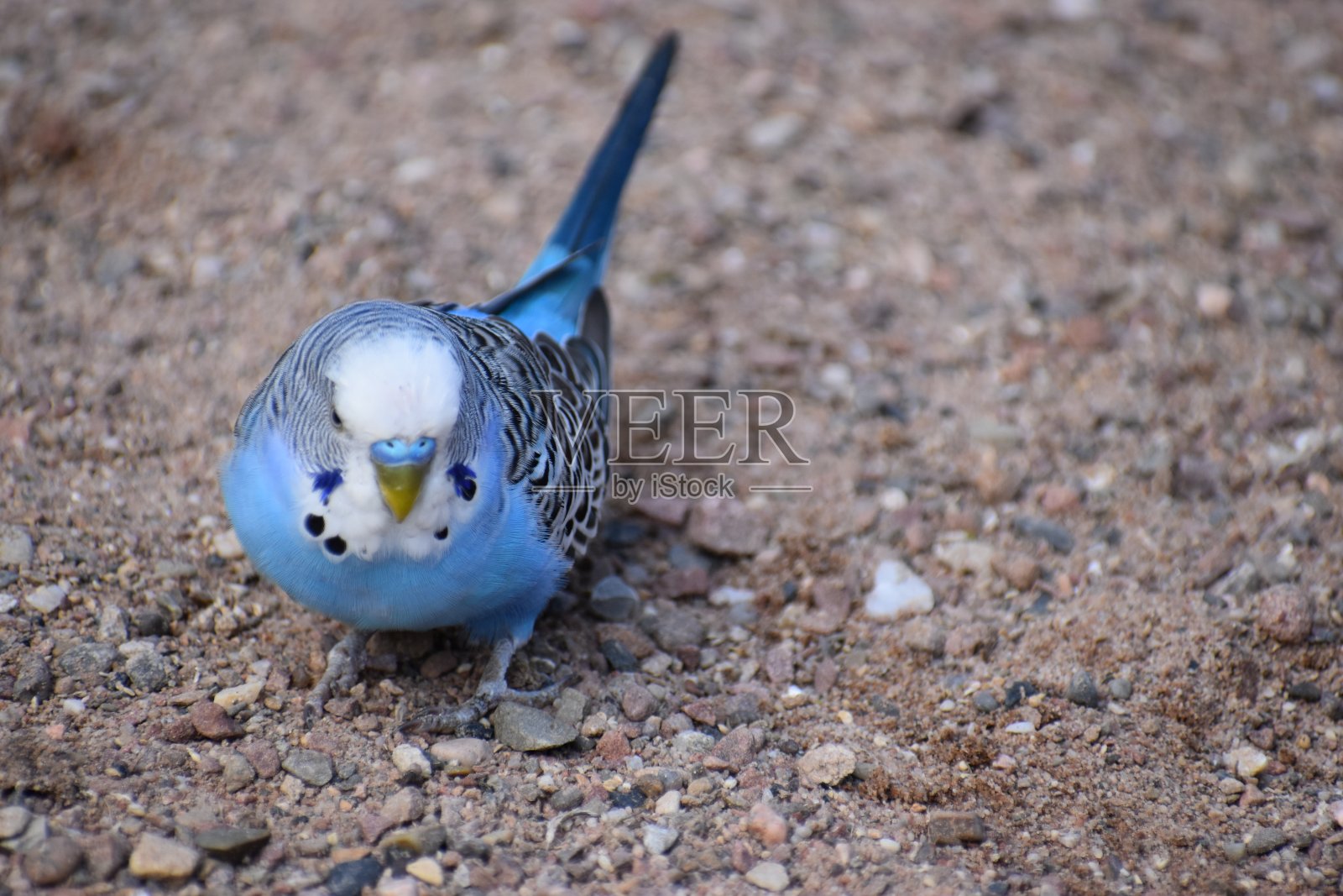 一个小淡蓝色虎皮鹦鹉的特写在一个公园在卡塞尔，德国照片摄影图片