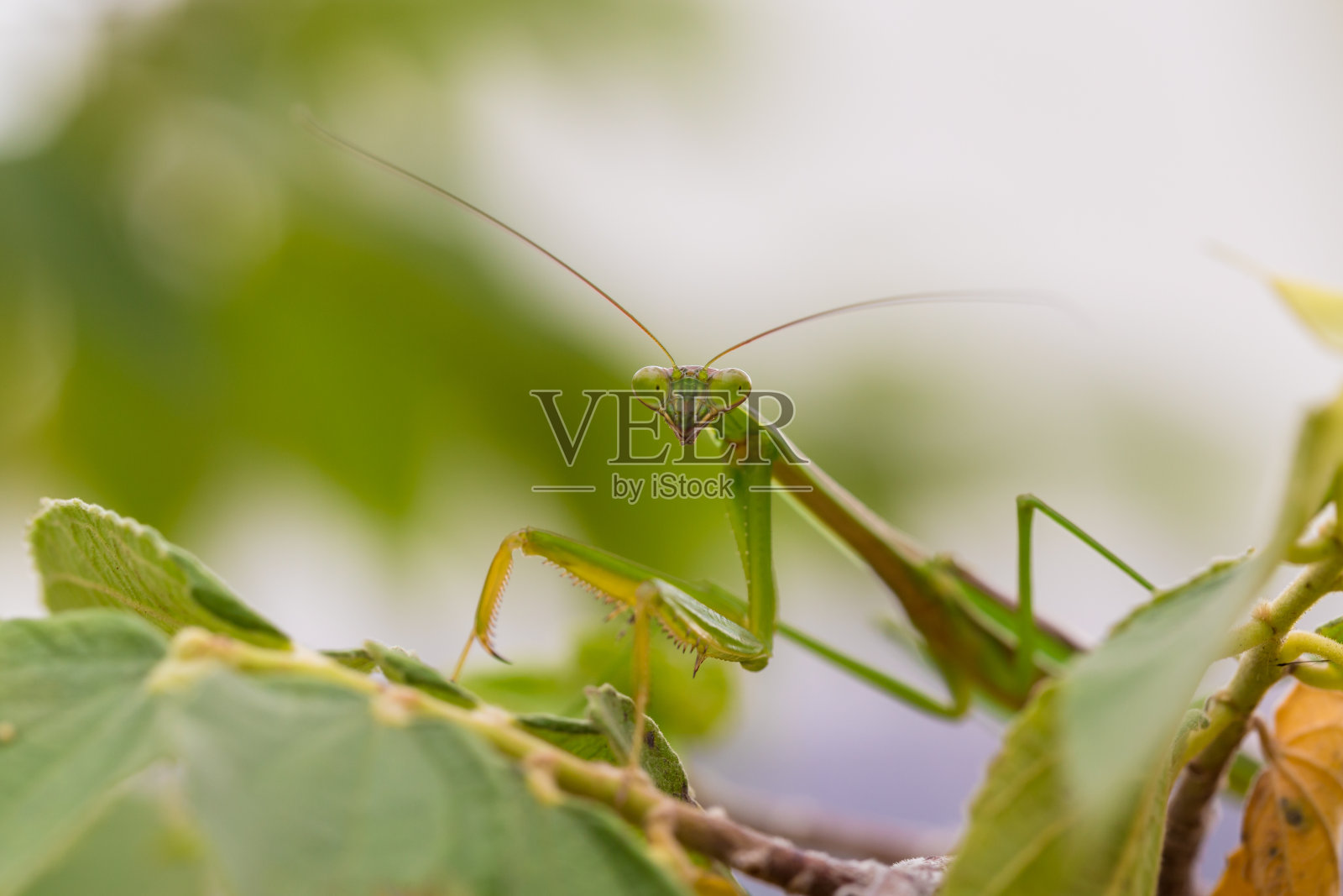 叶子上的绿色螳螂的特写。螳螂目。照片摄影图片