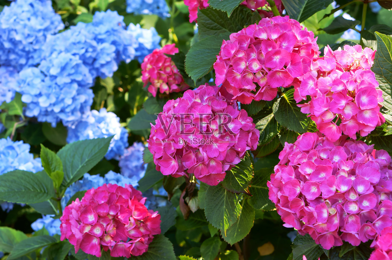绣球花粉红色和青色，浓密的灌木与巨大的花帽，蓝色和粉红色的花序在灌木丛上照片摄影图片