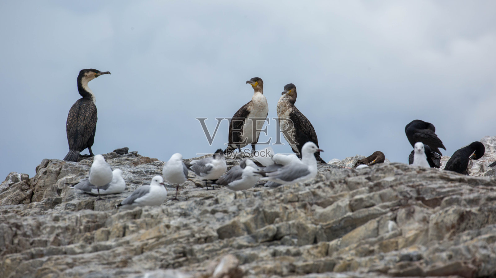 南非:白胸鸬鹚和哈特劳布海鸥照片摄影图片