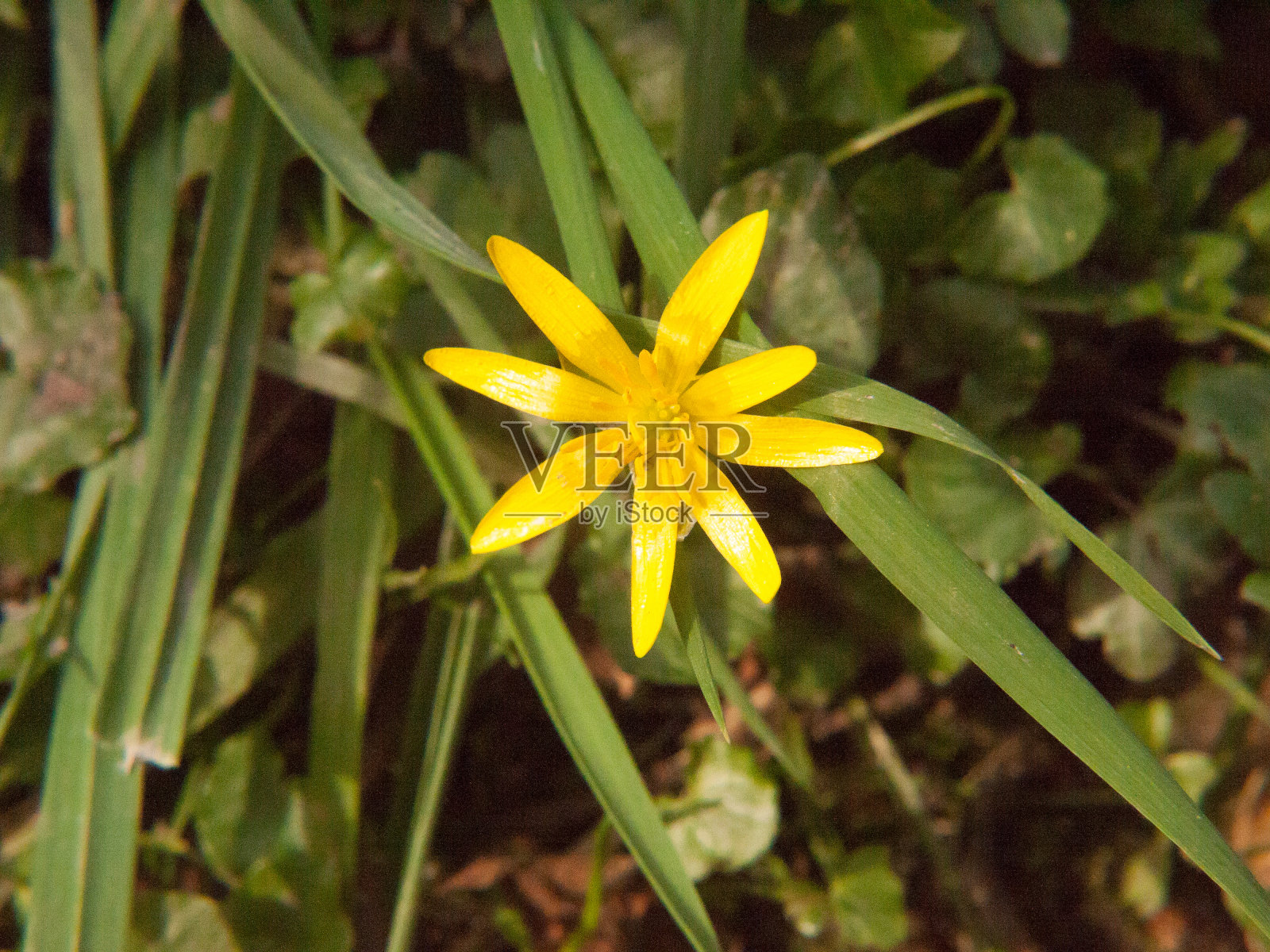 接近黄色生长的春天漂亮的花地板-毛茛ficaria L.小白屈菜照片摄影图片