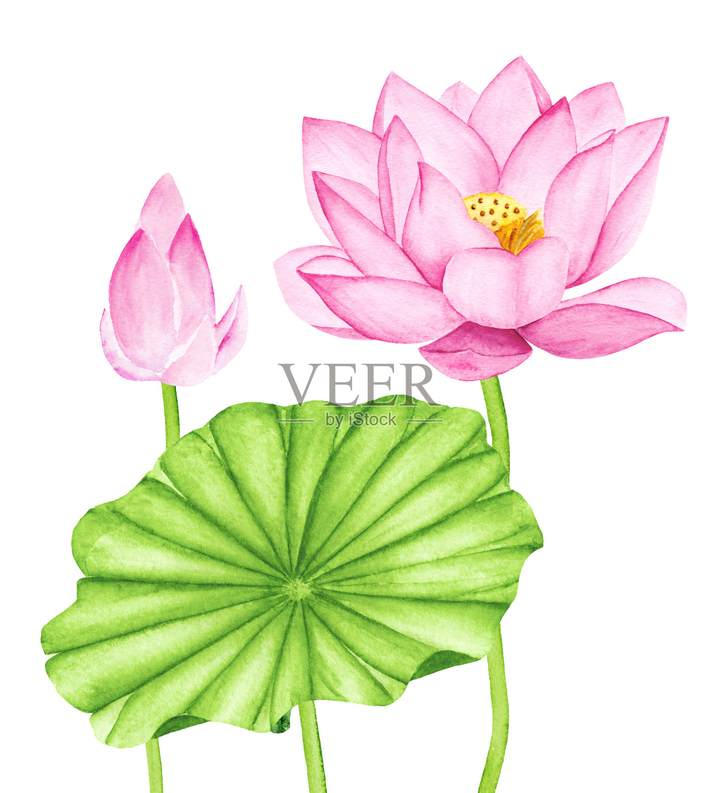 美丽的粉红色莲花。水彩插图。设计元素图片