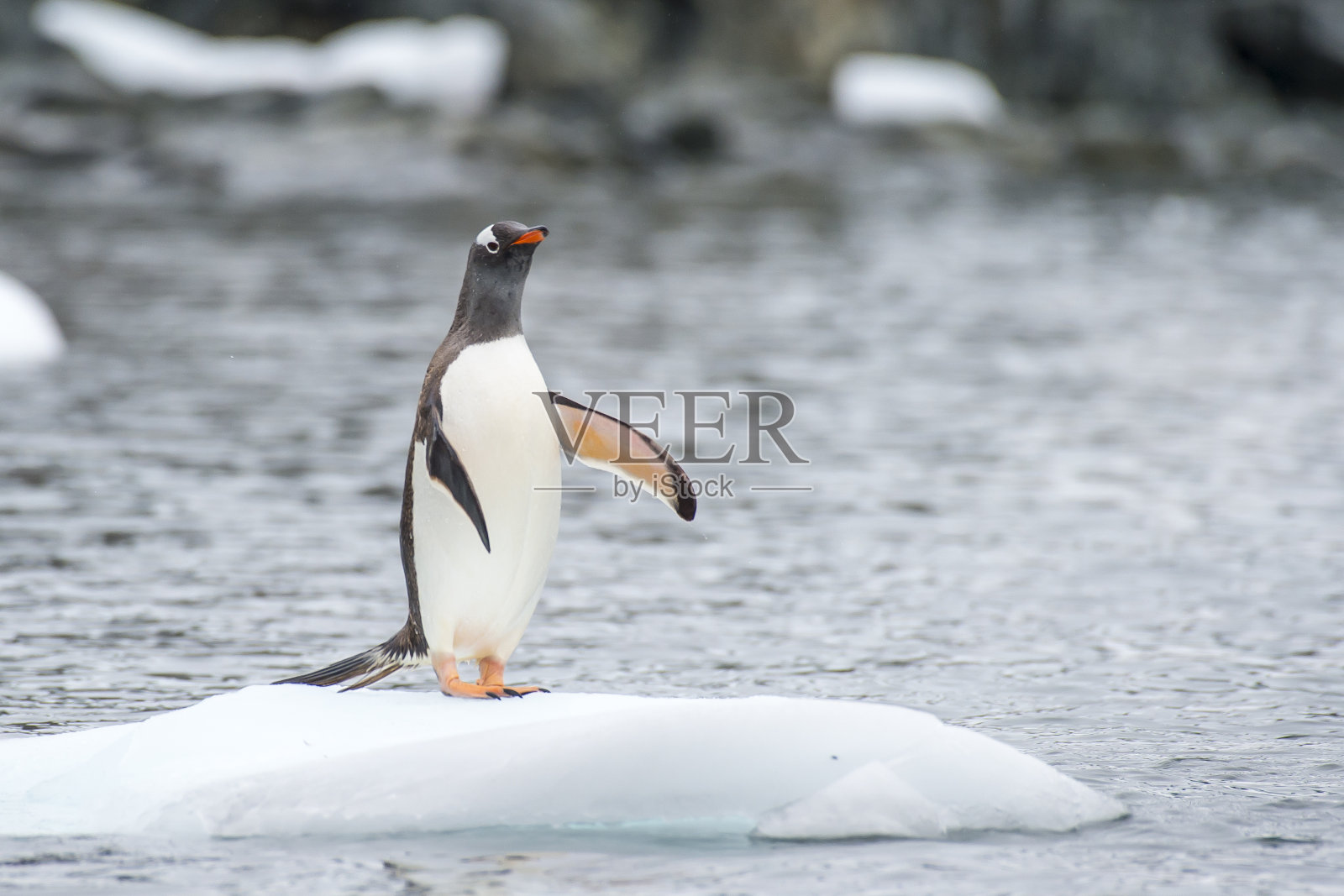 巴布亚企鹅在冰上照片摄影图片