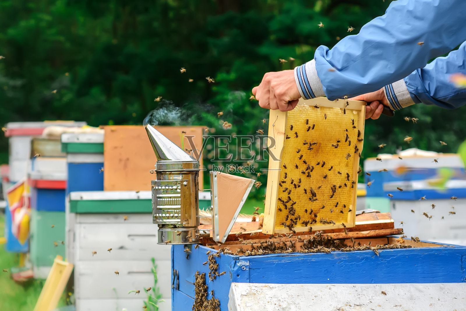 养蜂场。养蜂人在蜂箱附近与蜜蜂一起工作。养蜂。养蜂的主题。照片摄影图片