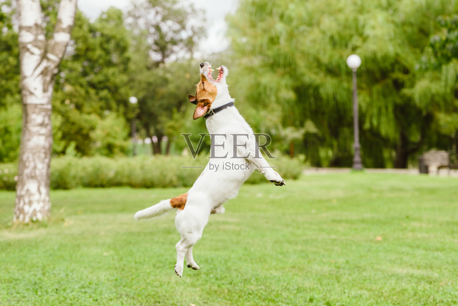 快乐的杰克罗素梗狗跳跃和玩在公园草坪照片摄影图片
