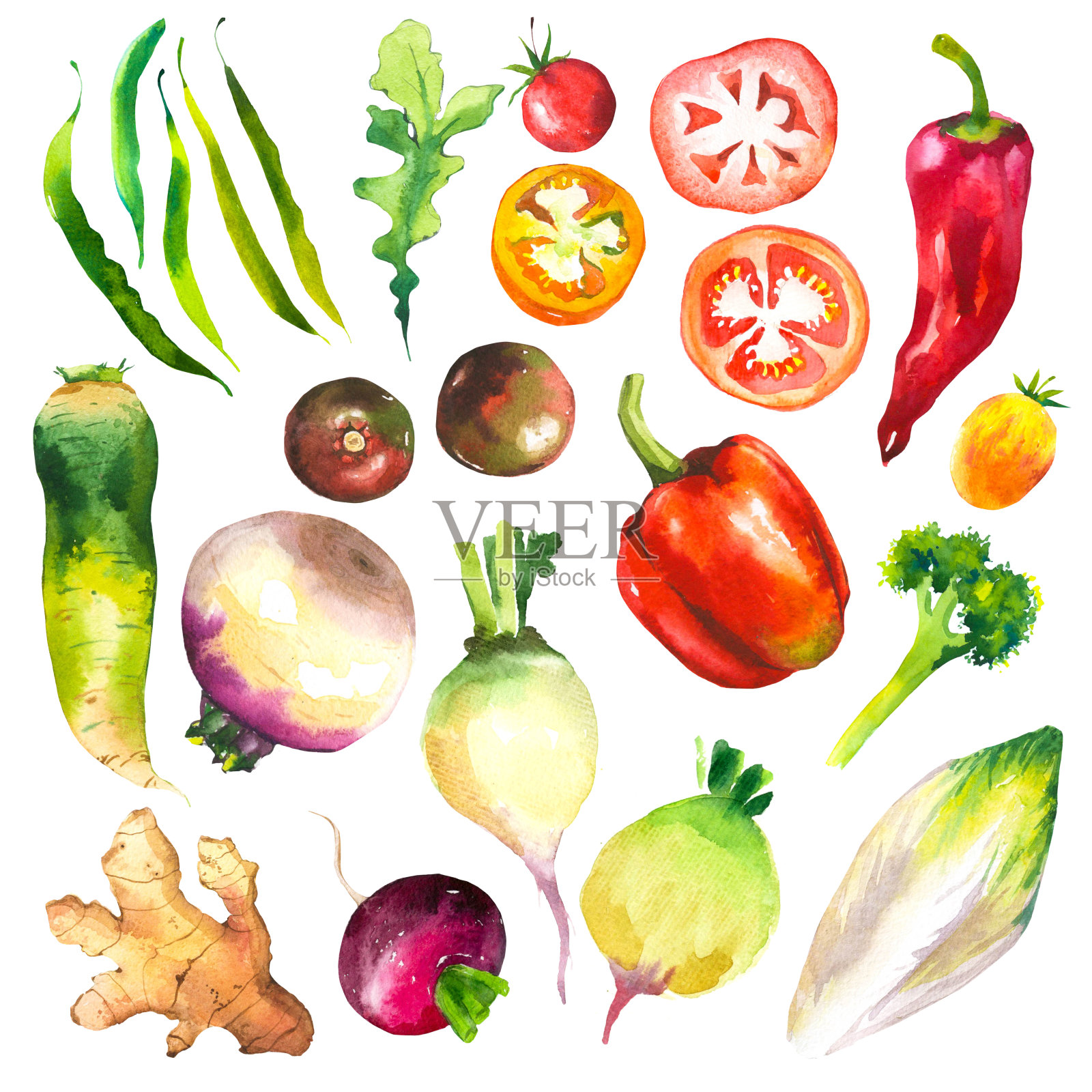 水彩插图与农场种植的插图。蔬菜套装:西红柿，辣椒，萝卜，菊苣，辣椒，芝麻菜，姜，花椰菜。新鲜的有机食品插画图片素材