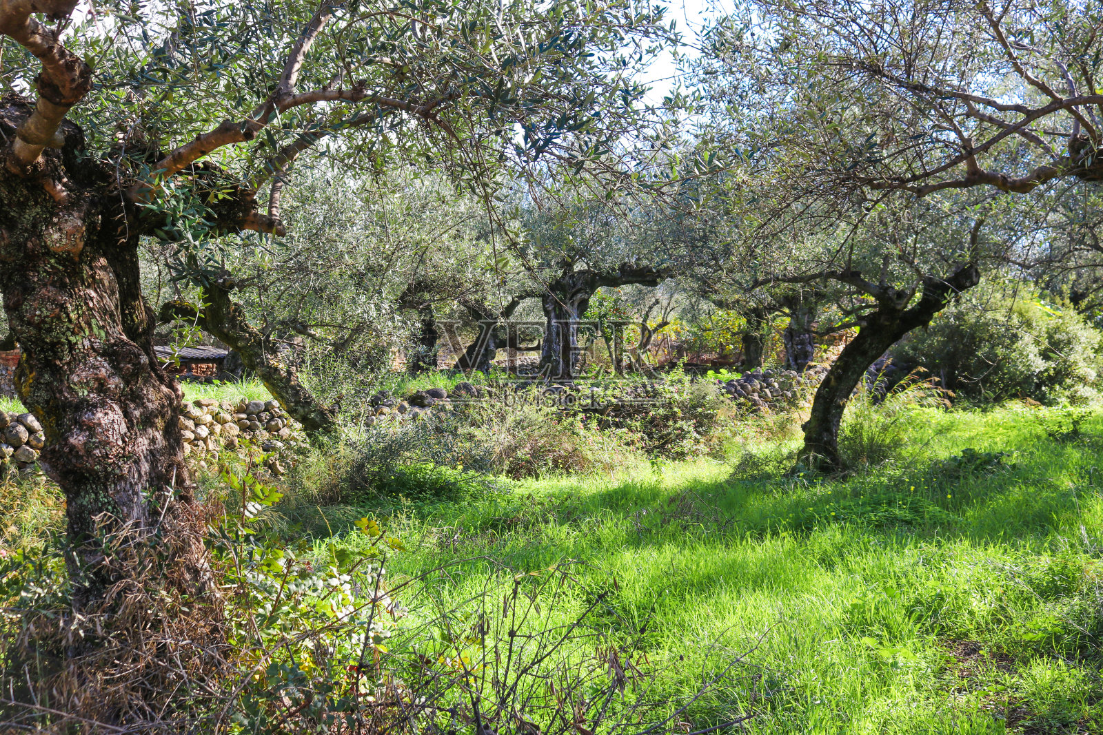 希腊卡拉马塔附近的古老的多节橄榄树，石墙和橘子的背景照片摄影图片