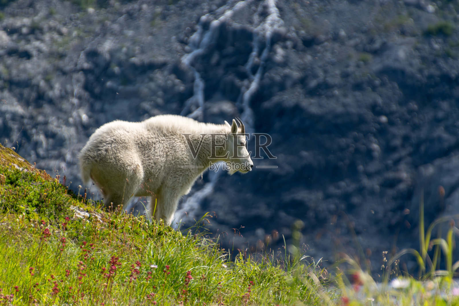 阿拉斯加的山羊照片摄影图片
