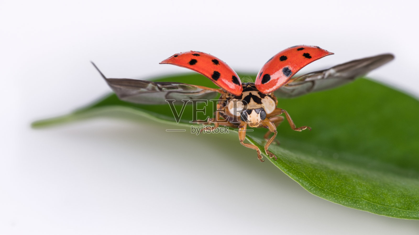 瓢虫在自然叶子起飞时。哈耳摩尼亚axyridis。瓢虫科照片摄影图片