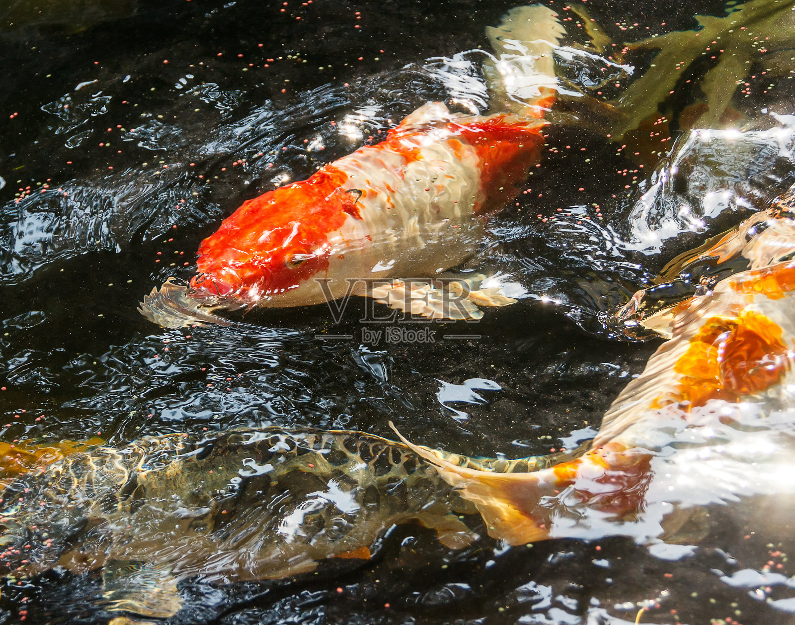 锦鲤(鲤红)或锦鲤(阿穆尔鱼)近距离游泳在池塘照片摄影图片