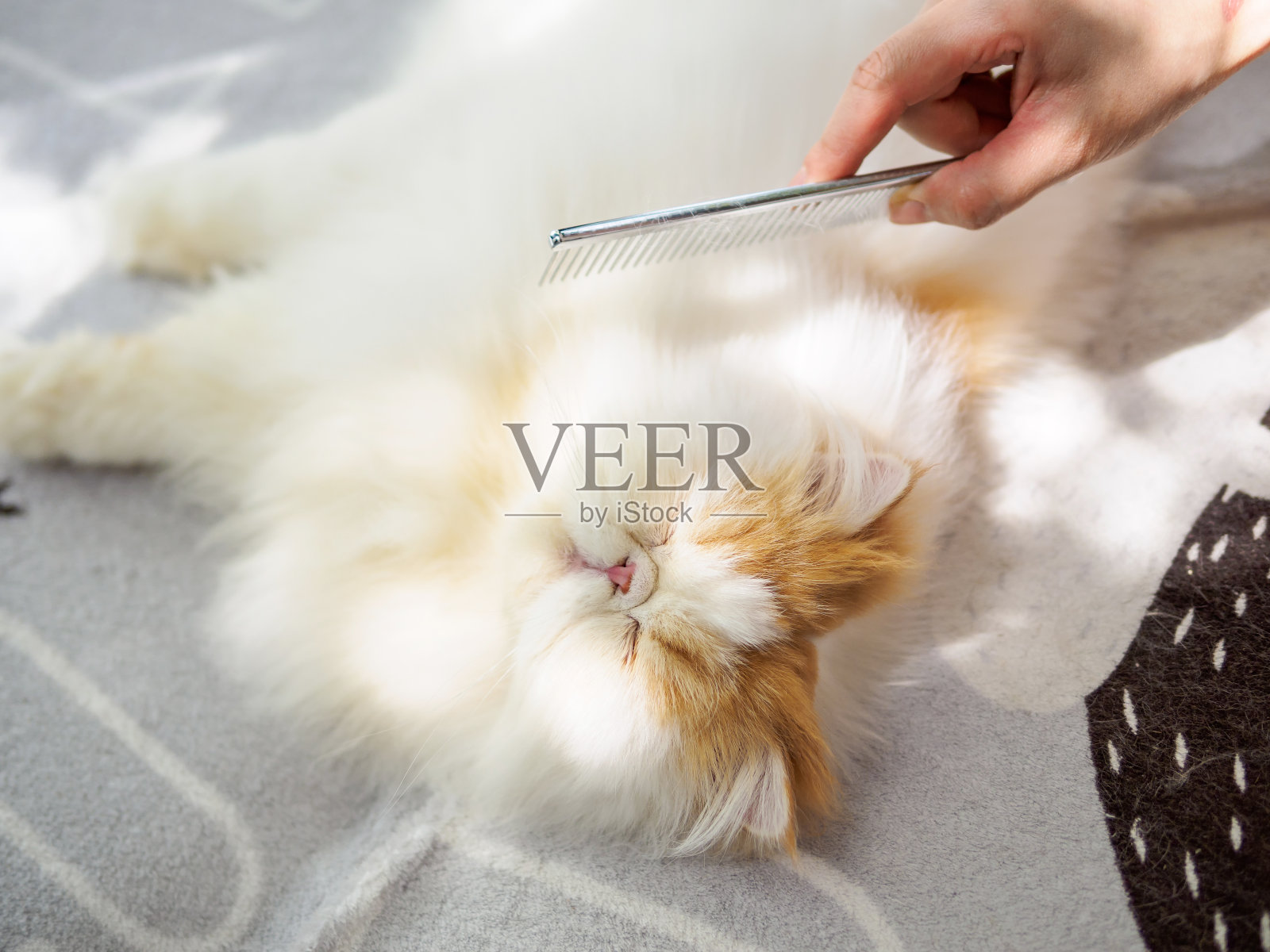 一个女人在沙发上用梳子梳理一只可爱的毛茸茸的异国长发猫，猫躺在阳光下闭着眼睛享受它舒适的生活。照片摄影图片