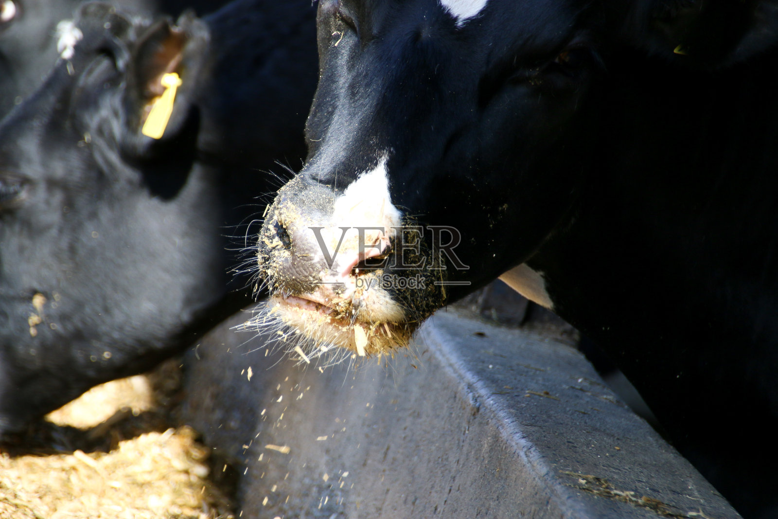 吃草的奶牛照片摄影图片