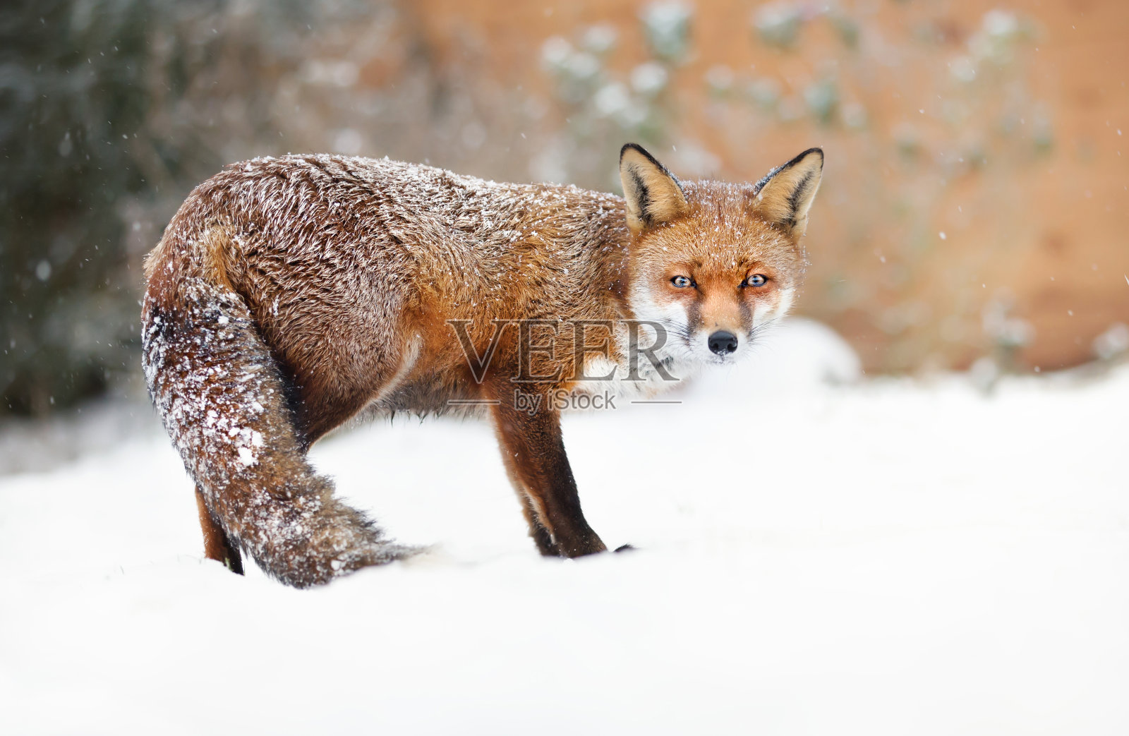 一个红狐站在雪中的特写照片摄影图片
