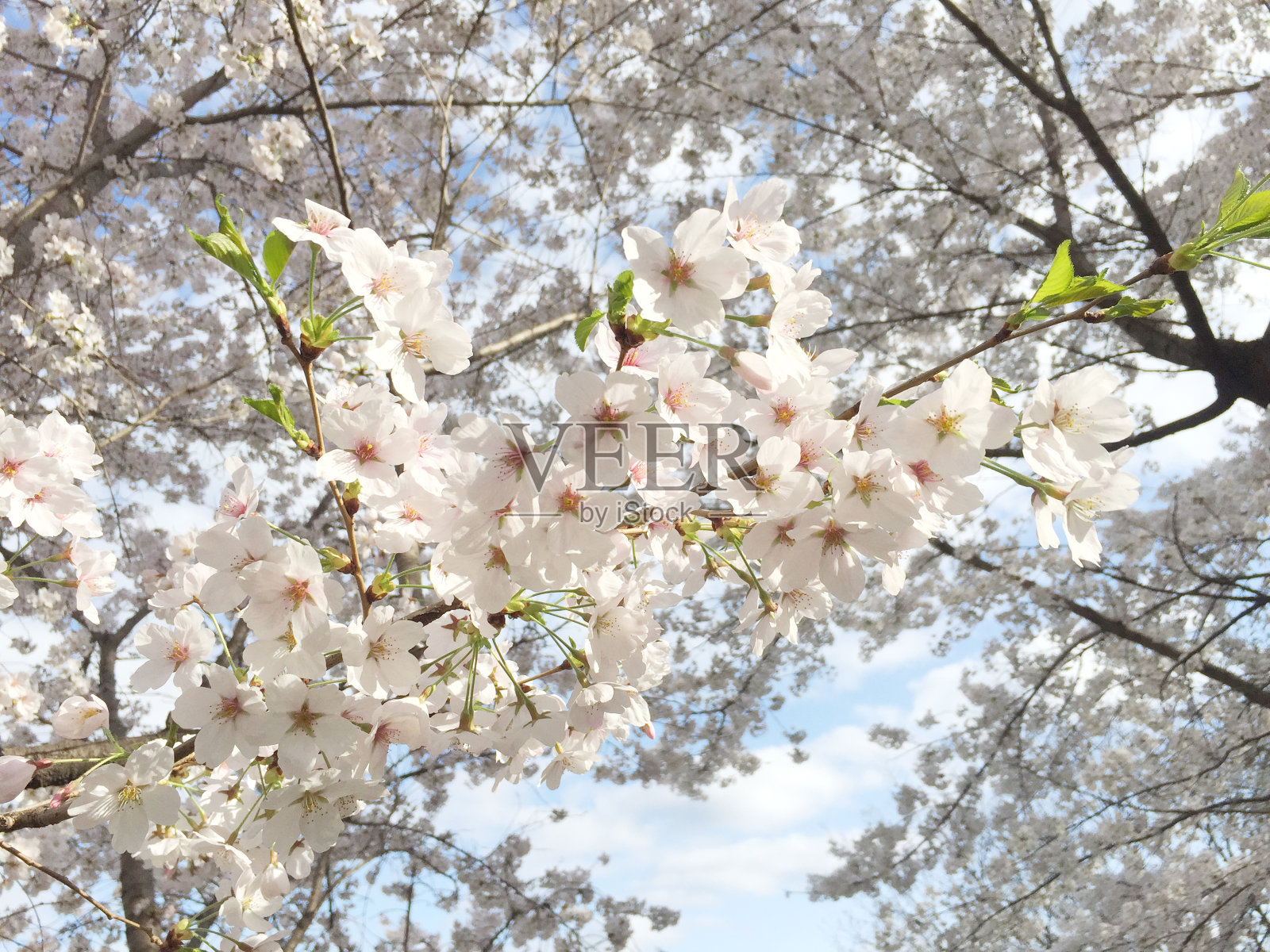 春天的时间!美丽的樱花和韩国首尔的蓝天照片摄影图片