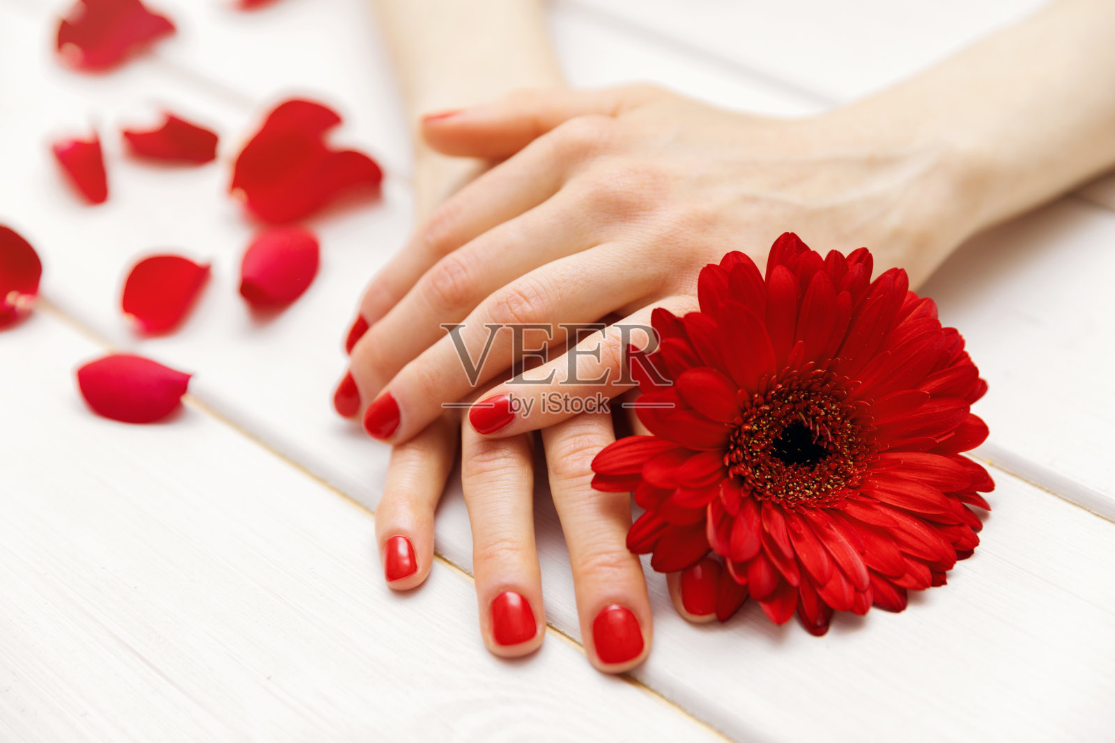 女性的手有着完美修剪的红色指甲和花瓣照片摄影图片