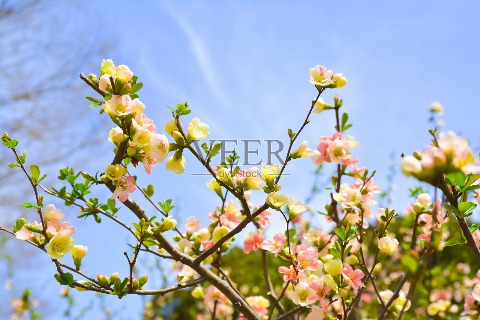 昭和吉宁公园的樱花照片摄影图片