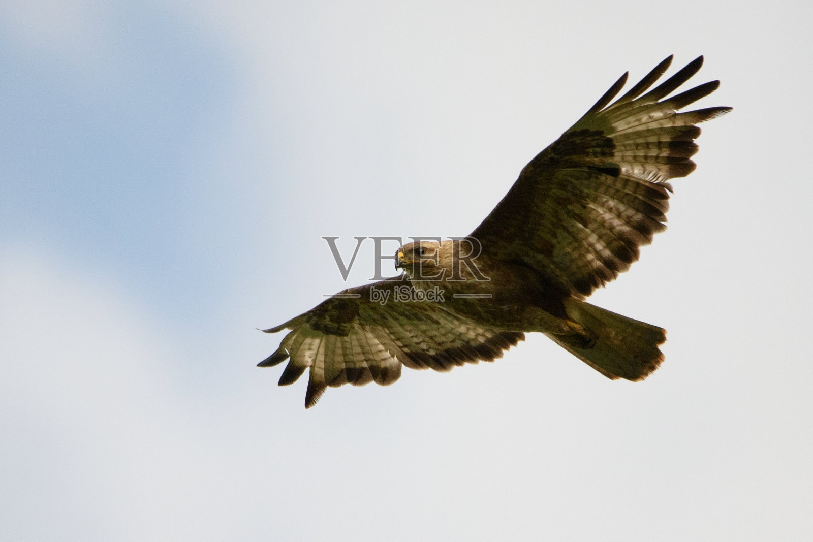 猛禽-飞行中的普通秃鹰照片摄影图片