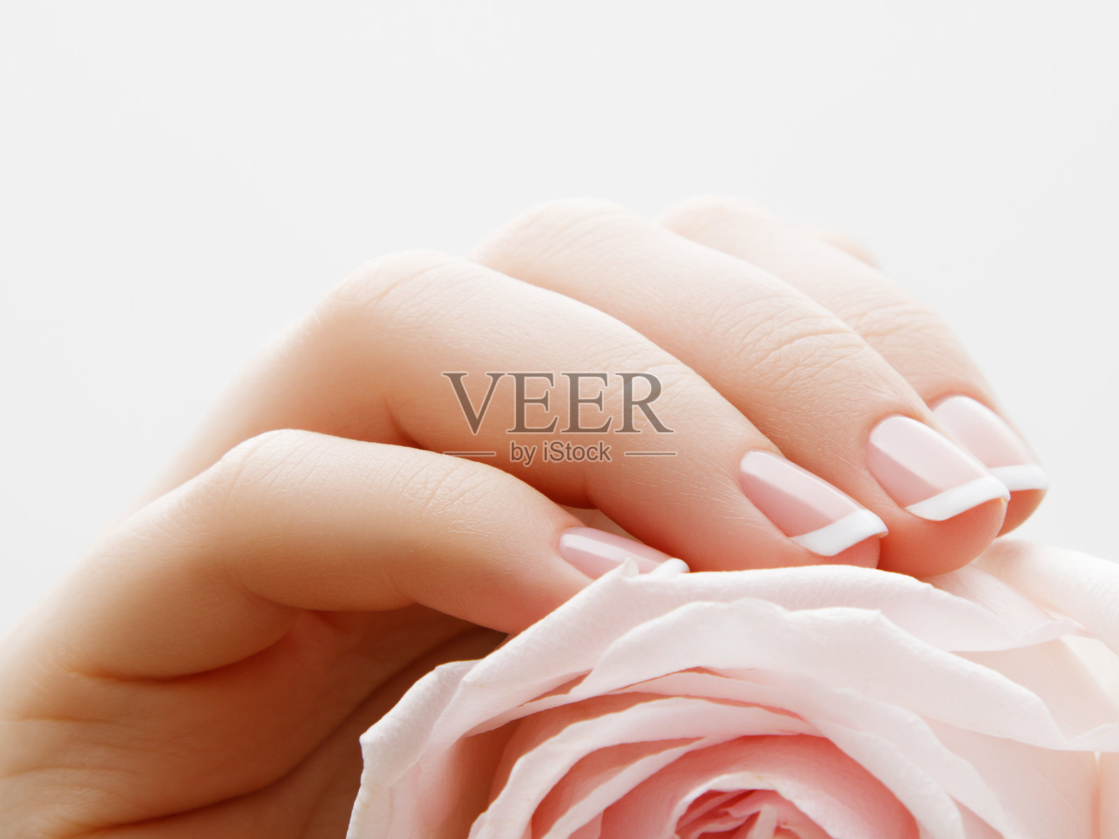 软选择聚焦。美指甲护理。纤巧的手与法国美甲持有一个粉红色的花瓣近距离上的花背景。漂亮的指甲特写，化妆品广告的好主意照片摄影图片