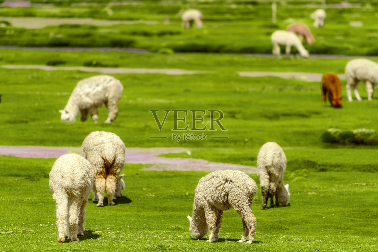 秘鲁阿雷基帕自然保护区的一群白色和棕色羊驼照片摄影图片