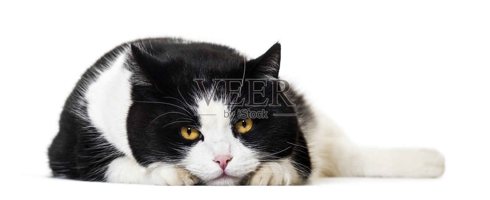 混种猫肖像对白色的背景照片摄影图片