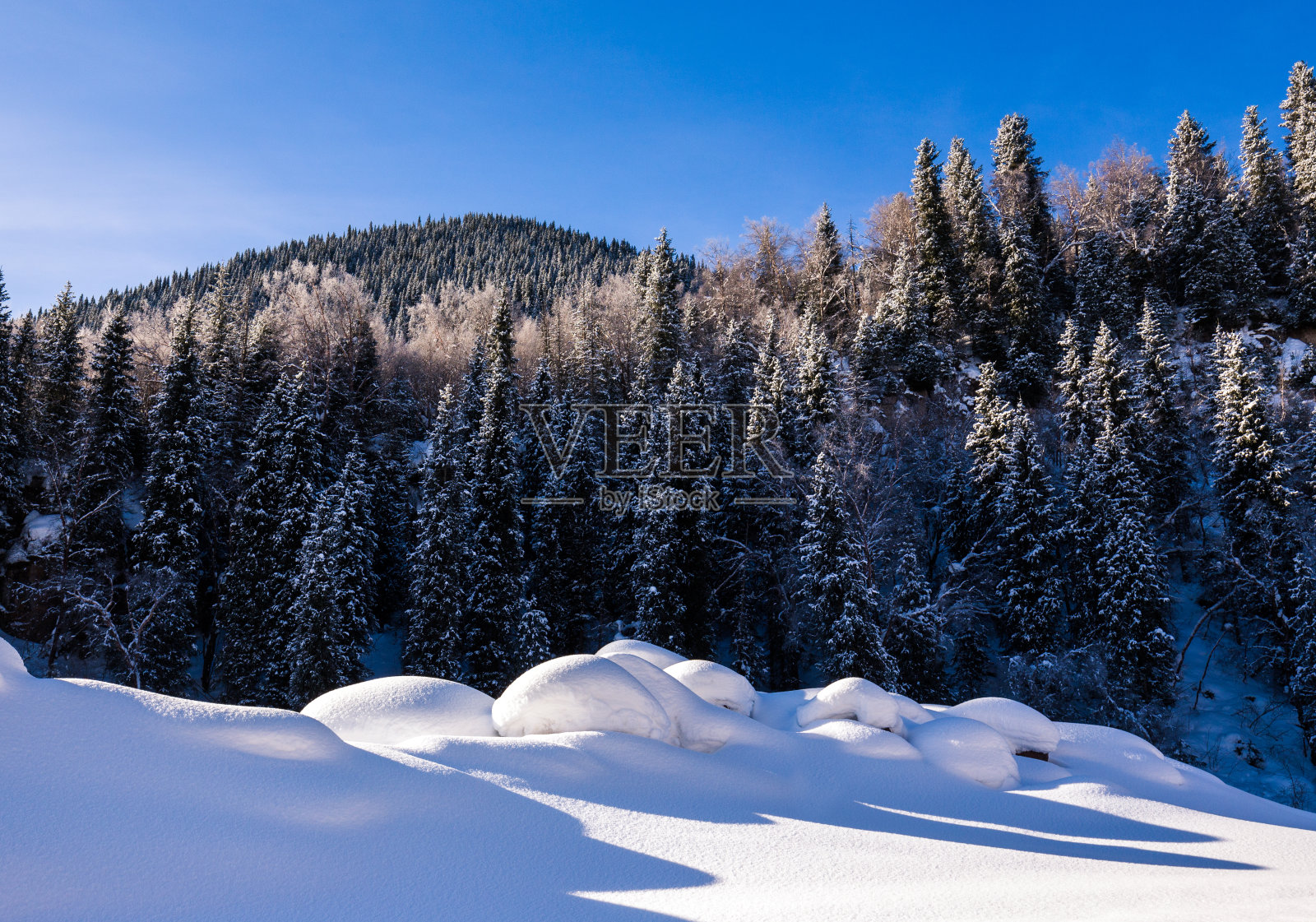 森林在冬天照片摄影图片